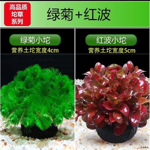 新手增氧真水草红波坨草