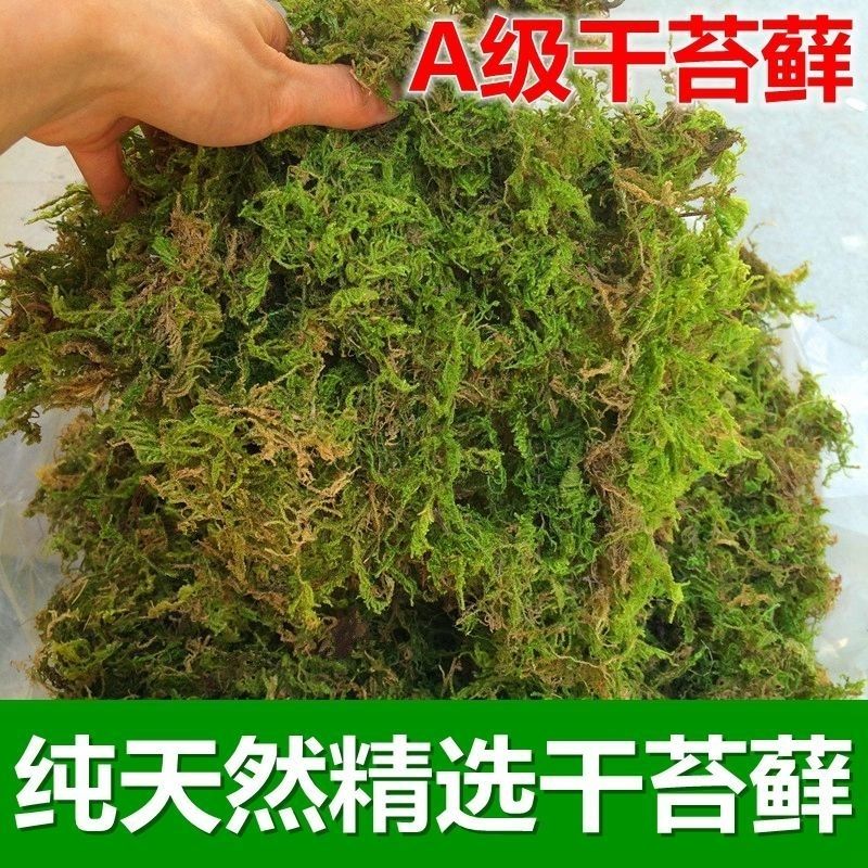 苔藓蝴蝶兰专用青苔营养图片