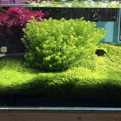 迷你珍珠水草鱼缸无菌造