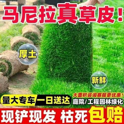 真草坪带土别墅庭院工程