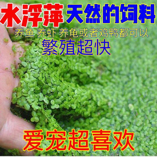 芝麻浮萍水生植物草鱼草