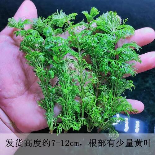 小宝塔水草懒人真草阴性