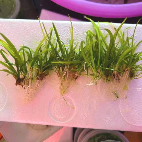 水兰小水迷你兰大水草鱼