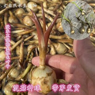 水生植物慈姑种苗茨菇种球慈菇水培茨菰阳台净化水质鱼缸造景水草