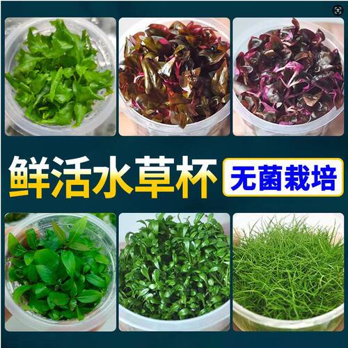 迷你血心兰水草无菌杯懒