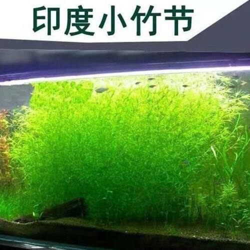 印度竹节水草孔雀鱼繁殖