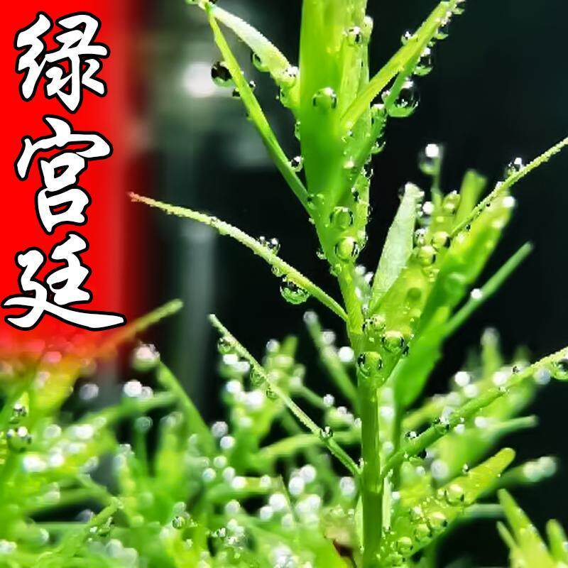 绿宫廷中后景水草 绿宫廷草缸造景活体淡水植物有茎类新手好养