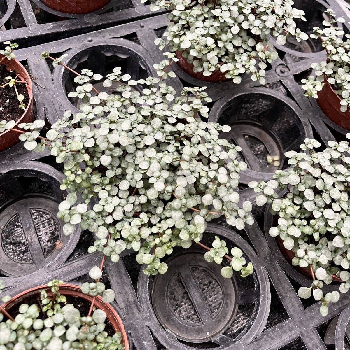 灰绿冷水花BB草小叶薜荔草网纹草狼尾蕨水陆缸假山造景爬藤小盆栽