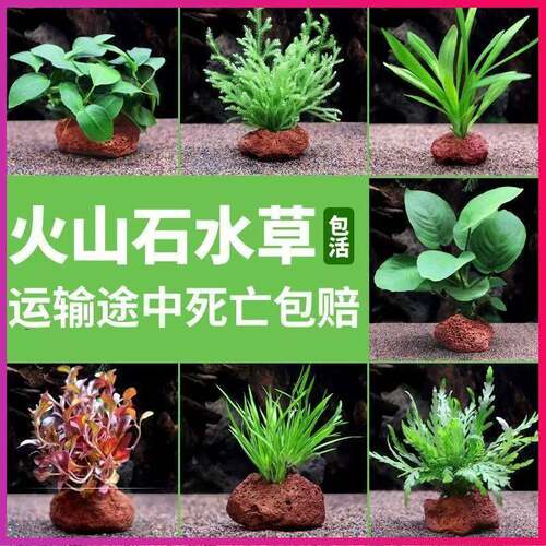 增氧火山石真水草鱼缸造