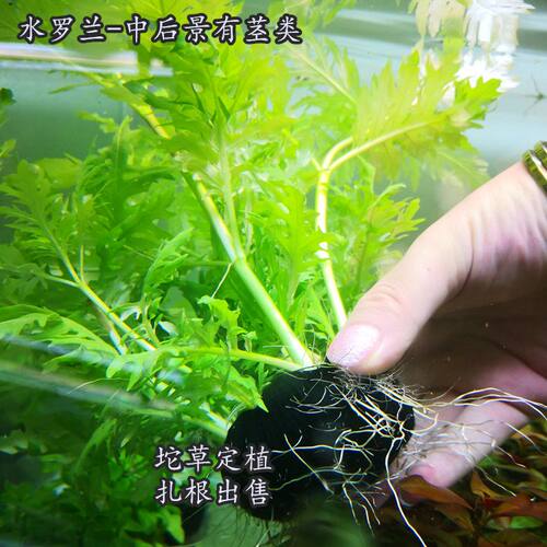 淡水鱼缸活体热带真水草