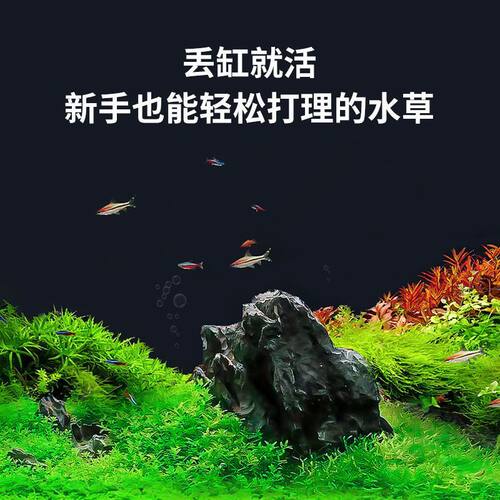 鱼缸增氧造景淡水水草养