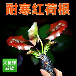 红荷根水草草场睡莲发懒阴性人水培后景增氧造景淡水净化水质