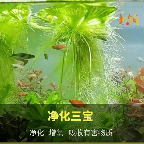 水葫芦水芙蓉净化水质水