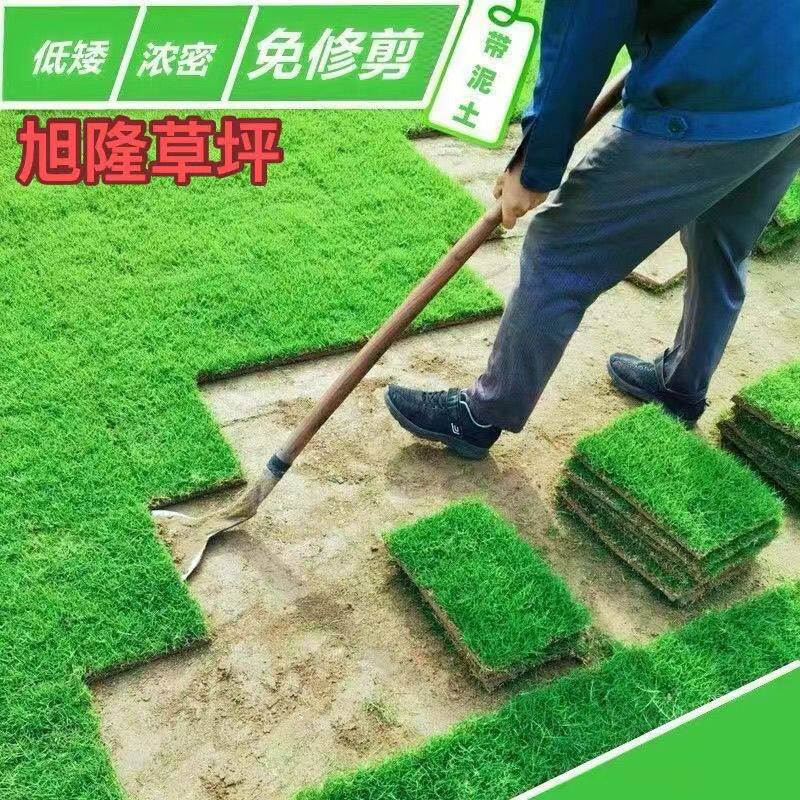 草皮泥土草坪选无土小麦草四季常青草坪皮真实别墅庭院绿化