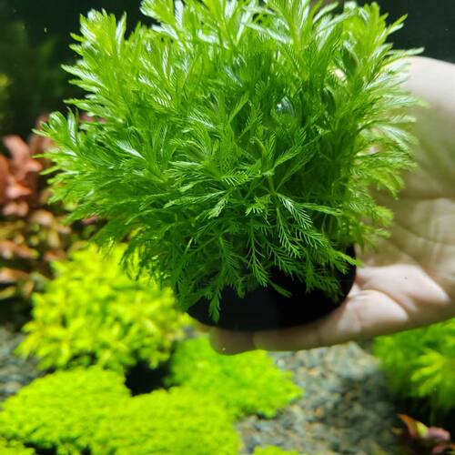 羽毛水草宝塔坨草鱼缸后