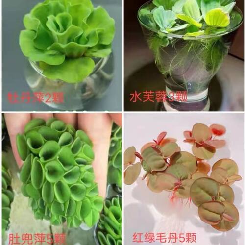 水葫芦浮萍水草花卉植物