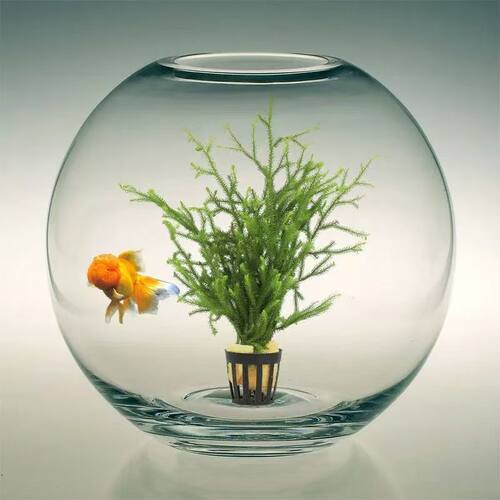 鹿角榕懒人水草植物淡水