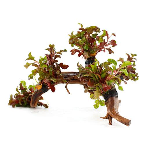 鱼缸水草活体植物淡水养