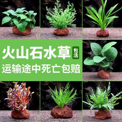 鱼缸懒人增氧真草造景套