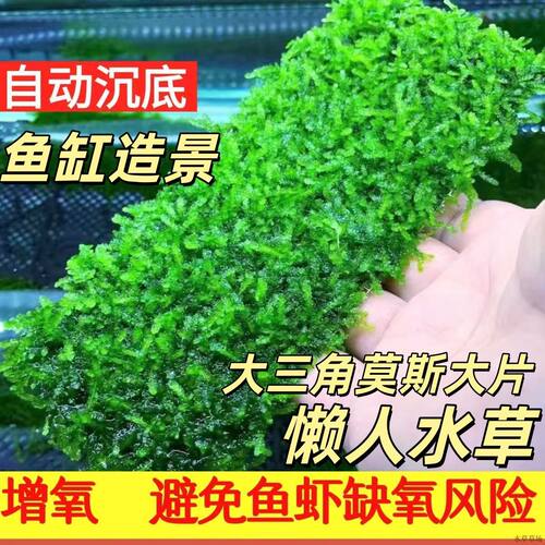 散装莫斯水草阴性鱼缸活