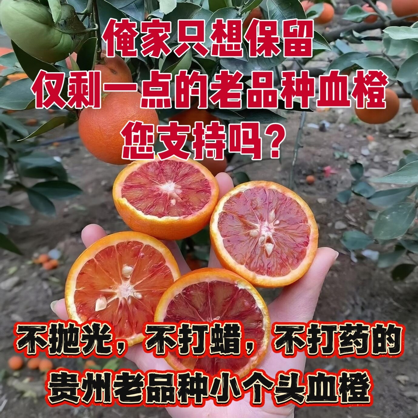 （贵州老品种小血橙）带籽玫瑰香橙玫瑰血橙水份充足新鲜水果橙子