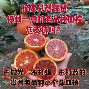 （贵州老品种小血橙）带籽玫瑰香橙玫瑰血橙水份充足新鲜水果橙子