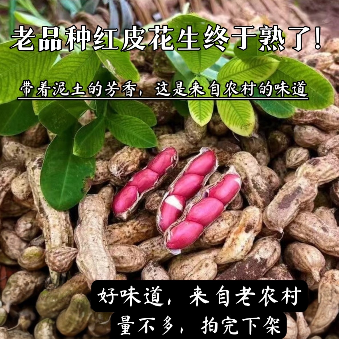 (老人坚持种的老品种红皮花生）新鲜今年新货农家自种鲜花生带壳