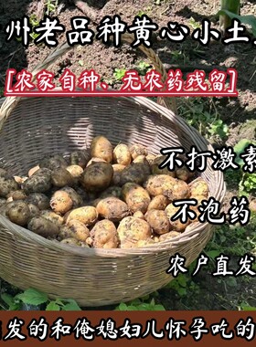 （俺爹娘种的）贵州小土豆新鲜2026年迷你马铃薯现挖黄心洋芋土豆