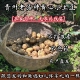 俺爹娘种 贵州小土豆新鲜2025年迷你马铃薯现挖黄心洋芋土豆