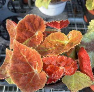 秋之华蟆叶秋海棠观叶植物小盆栽室内好养易爆盆色彩鲜艳自繁品种