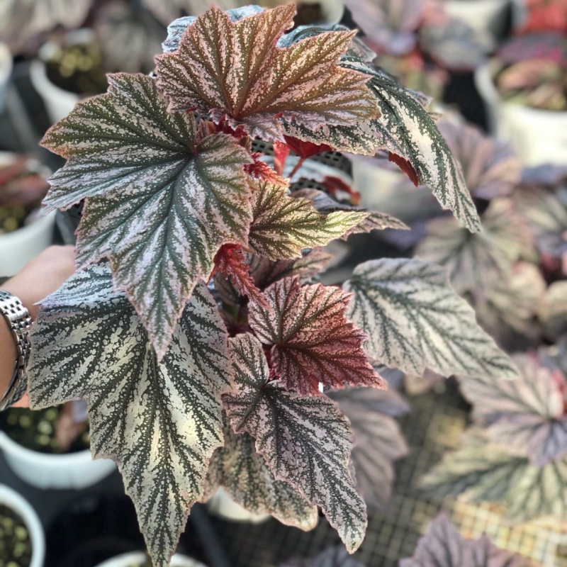 素植生活竹节秋海棠室内阳台庭院观叶花热带雨林盆栽进口网红绿植