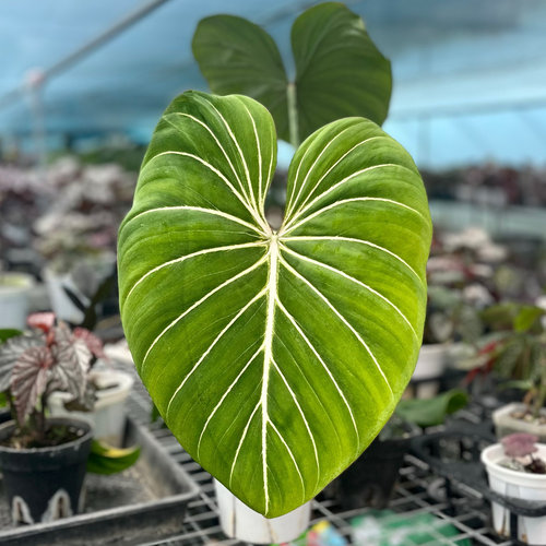 室内阳台四季花烛进口热植