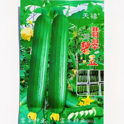 天禧翡翠碧玉丝瓜种子雌花多油皮短棒丝瓜种籽香味浓大棚露地种植