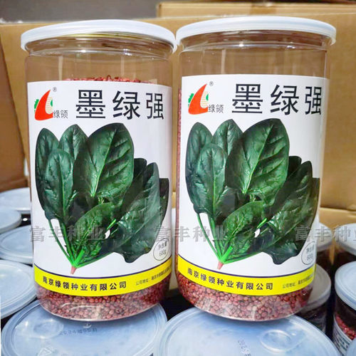 墨绿强菠菜种子中早熟杂交耐寒