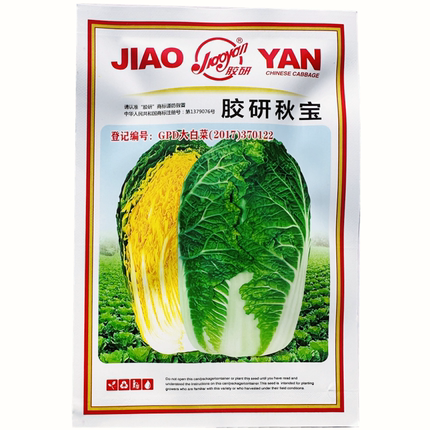 胶研秋宝黄心大白菜种子内叶嫩黄黄芯大白菜种子秋季种大白菜种子
