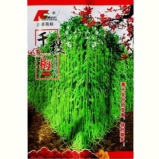 肉厚型豇豆种子干枝梅青绿条长豆角种籽耐热荚长高产长豇豆蔬菜孑