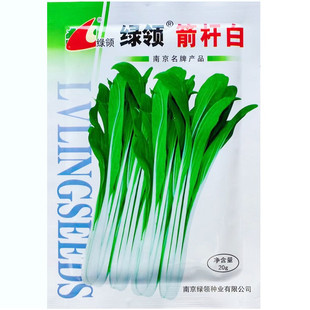 箭杆白青菜种子高大杆高脚高梗帮白菜种籽腌制酸菜大田蔬菜种孑