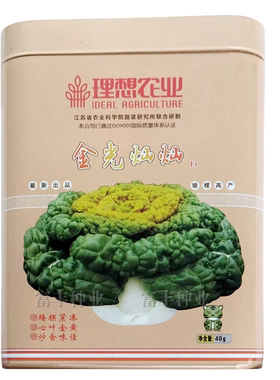 理想农业黄心乌种子金光灿灿金碧辉黄黄心乌乌塌菜种子大田基地