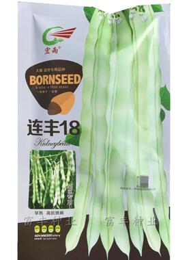 连丰18架豆种子种子早熟白绿荚芸豆种子无筋梅豆种籽大棚露地用