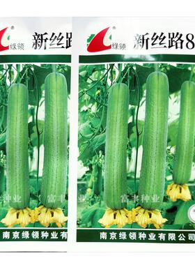 新丝路809丝瓜种子早熟长棒丝瓜种子耐热绿皮有蜡粉长丝瓜种子