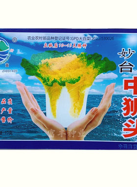 正宗中狮头白菜种子黄芽菜黄心大白菜种籽高产抗病秋播蔬菜种孑