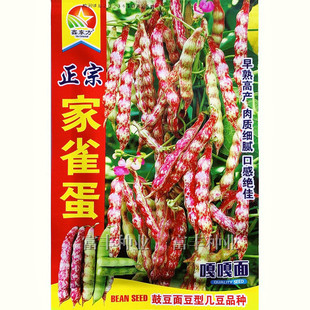 家雀蛋种子东北油豆红金钩花豆角种籽鼓豆面豆油豆嘎嘎面豆种子