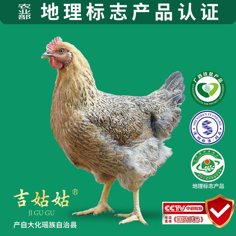 1只白切劲道型项鸡广西大化县吉姑姑七百弄鸡山林放养土鸡月子鸡