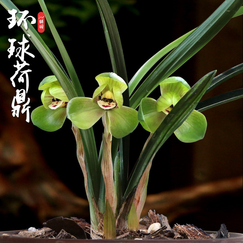 春兰荷瓣名品兰花环球荷鼎花卉盆栽绿植室内摆件绿植植物兰花苗