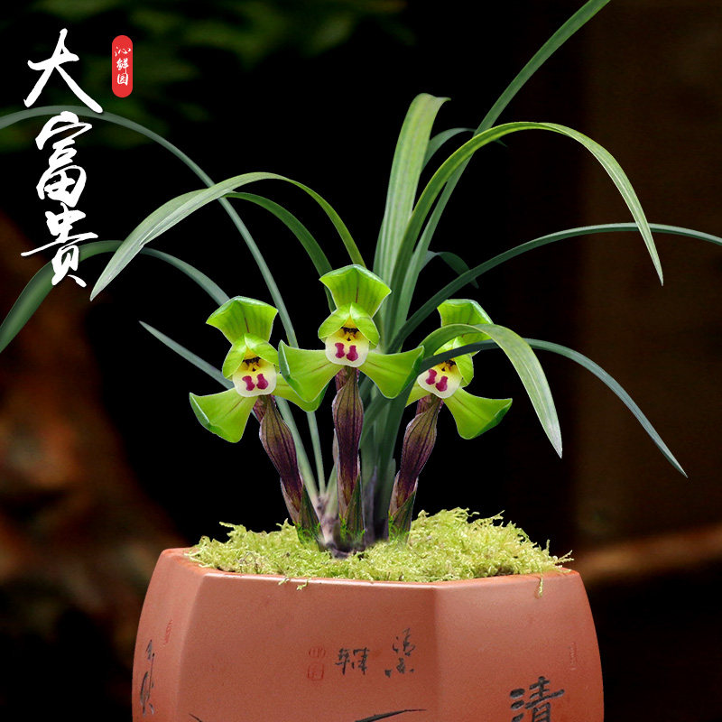 沁鲜园春兰大富贵荷瓣名品兰花带花苞矮种植物阳台室内盆栽兰草苗
