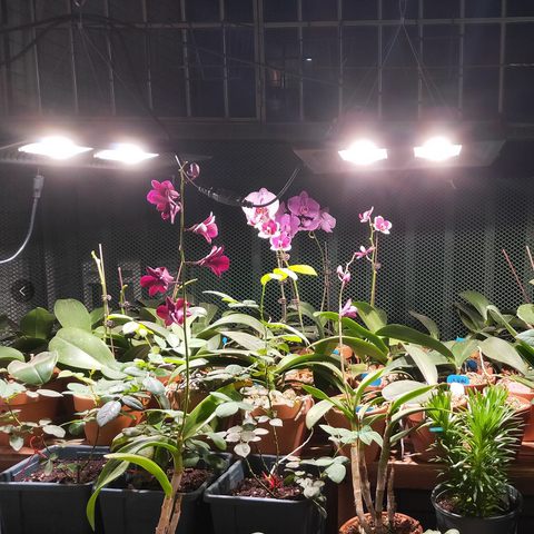 月季补光灯花卉全光谱多肉植物绣球蔬菜育苗室内家用仿太阳补光灯