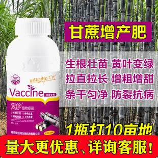 因卡波甘蔗专用叶面肥生根膨大增粗拉长拉直增甜甘蔗壮丰素抗倒伏