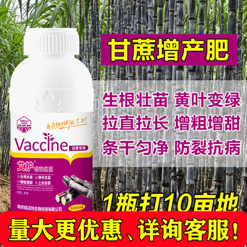 因卡波甘蔗专用叶面肥生根膨大增粗拉长拉直增甜甘蔗壮丰素抗倒伏
