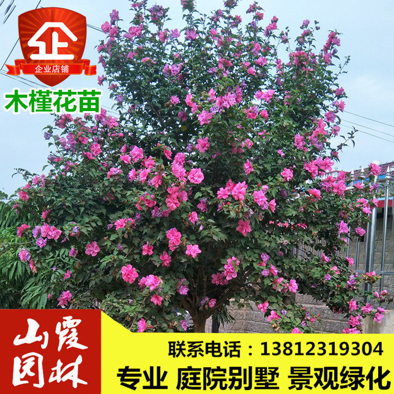 重瓣木槿花树苗 室外庭院别墅花卉植物 工程绿化苗木