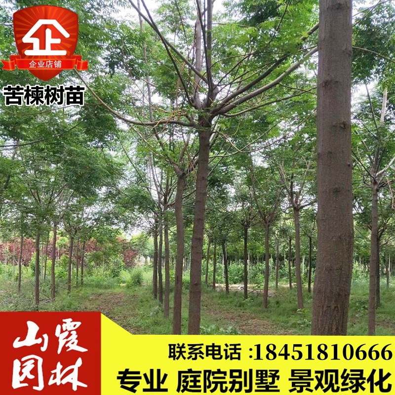 工程绿化苗木苦楝苗苦练树苦楝树苗苦楝小苗苦楝树紫花树哑巴树苗